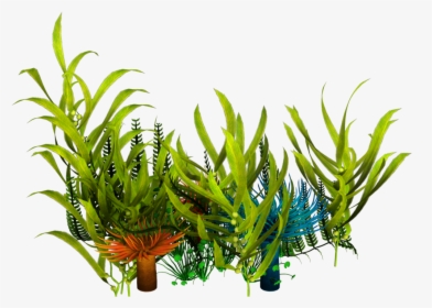 Underwater Aquatic Plants Seaweed Clip Art - Transparent Seaweed Png, Png Download, Free Download