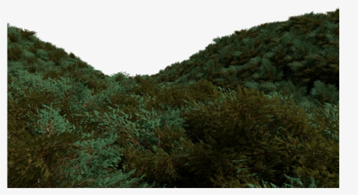 Transparent Underwater Plants Png - Shortleaf Black Spruce, Png Download, Free Download