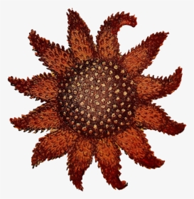 Animal Echinoderm Ocean Free Picture - 12 Point Star Png, Transparent Png, Free Download