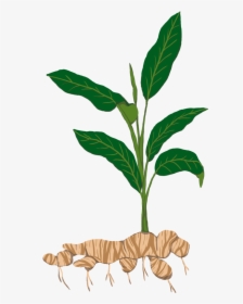 Ginger Plant Png Clipart , Png Download - Ginger Plant Clipart Png, Transparent Png, Free Download