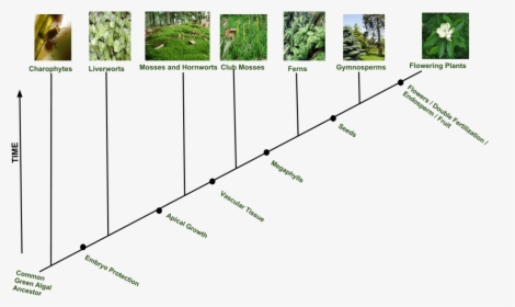 Plant Evolution Cladogram, HD Png Download, Free Download