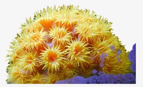 Coral Reef Plants Zooxanthellae, HD Png Download, Free Download