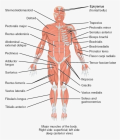 Muscles Of The Body, HD Png Download, Free Download