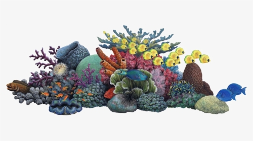 Coral - Coral Reef Clipart, HD Png Download, Free Download