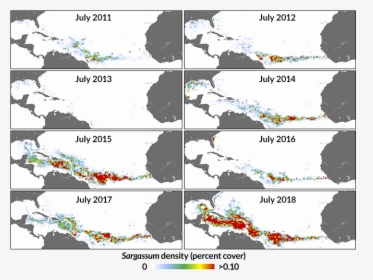 A Compilation Of Maps Showing How Sargassum Algae Mats - Caribbean Seaweed Map 2019, HD Png Download, Free Download