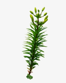 Tall Seaweed Png, Transparent Png, Free Download
