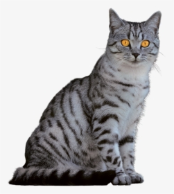 Cat, Domestic Cat, Animal Portrait, Isolated - Kočka Png, Transparent Png, Free Download