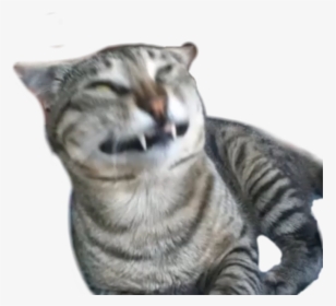 Transparent Y Tho Png - Not Good Cat, Png Download, Free Download