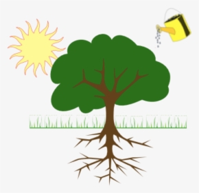 Plants Depend On Water, Soil And Sunlight To Grow Bigger - Tree Clip Art, HD Png Download, Free Download