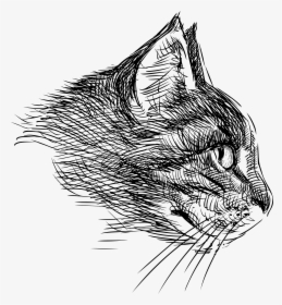Cat Head Png Download - Cat Head Drawing Png, Transparent Png, Free Download