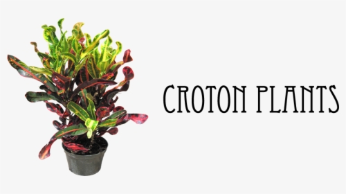 7 - Mamey Croton, HD Png Download, Free Download