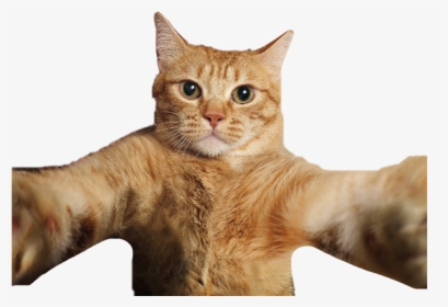 #cat #selfiecat #selfie #cats #meow #kitty #pet #pets - Cute Cat Selfie Png, Transparent Png, Free Download