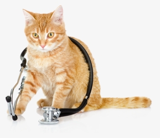 Quality Veterinary Services In Richmond Va - Cats Health, HD Png Download, Free Download