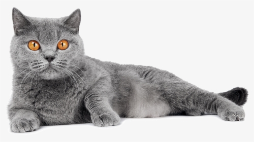 Color Of A Cat, HD Png Download, Free Download
