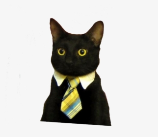 Business Cat Meme, HD Png Download, Free Download