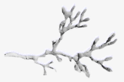 Snow-covered Branches Png Download - Twig, Transparent Png, Free Download