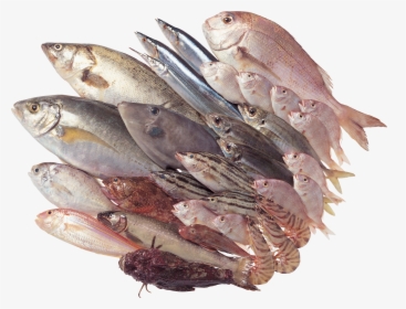Fish Bowl Png - Fish Transparent Background, Png Download, Free Download