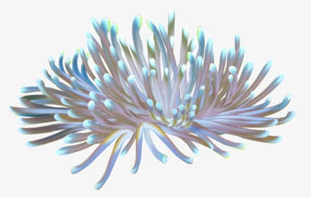 Coral Clipart Underwater - Sea Anemone Transparent Background, HD Png Download, Free Download