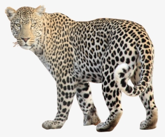 Download Leopard Free Png Image - Animal Png, Transparent Png, Free Download