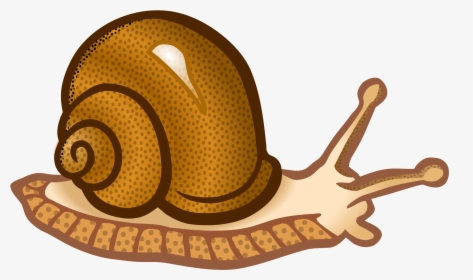 Animales, Moluscos, Caracol - Snail Clipart Png, Transparent Png, Free Download