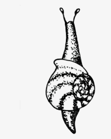 Caracol , Png Download, Transparent Png, Free Download
