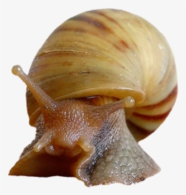 Caracol, Cáscara, Moluscos, Reptiles, Schalenweichtiere - Siput Png, Transparent Png, Free Download