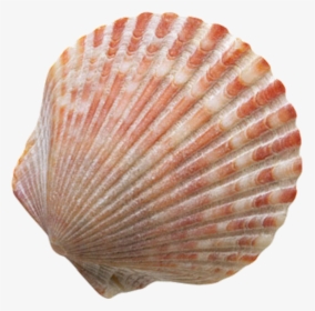 Transparent Clams Png - Seashell Png, Png Download, Free Download