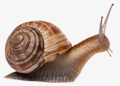 #freetoedit #caracol - Animals That Have Shell, HD Png Download, Free Download