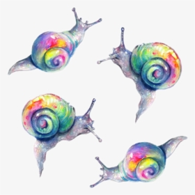 #caracoles #caracol #rainbow #random #snail #snails - Tanya Shatseva Snail, HD Png Download, Free Download