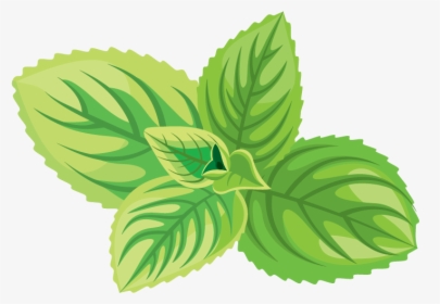 Green Tea Cosmetics Herb Icon - Mint Leaves Drawing Png, Transparent Png, Free Download