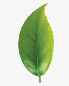 Green Tea Leaf Png, Transparent Png, Free Download