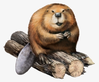 American Beaver Png - Beaver Png, Transparent Png, Free Download