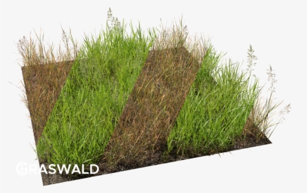 Transparent Grass Blade Texture Png - Sweet Grass, Png Download, Free Download