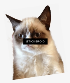 Cat Tongue Png - Transparent Background Grumpy Cat Png, Png Download, Free Download
