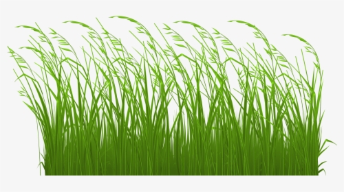 Tallgrass Prairie Clip Art - Long Grass Clip Art, HD Png Download, Free Download
