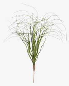 Transparent Bush Texture Png - Grass, Png Download, Free Download