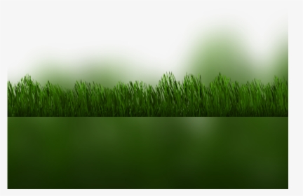 Color Palette Ideas From Grass Family Wheatgrass Image - Grass, HD Png Download, Free Download