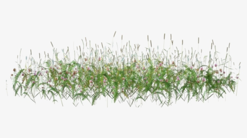 Tall Grass Flower Png, Transparent Png, Free Download