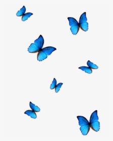 Butterfly Png Effects - Lil Skies Blue Butterfly, Transparent Png, Free Download