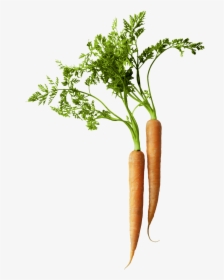 Carrot, Nutrition - Carrot Png, Transparent Png, Free Download