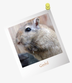 Gerbil - Kangaroo Rat, HD Png Download, Free Download
