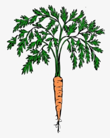 Clip Art Carrot Plant Clipart - Clip Art Carrot Plant, HD Png Download, Free Download