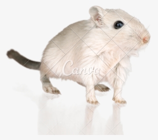 White Photos By Canva Transparent Background - Mouse, HD Png Download, Free Download