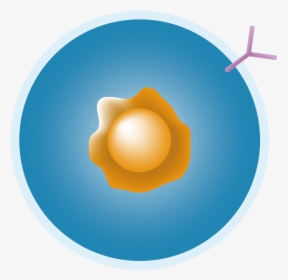 B Cell Png - Circle, Transparent Png, Free Download