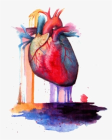 Heart Anatomy Watercolor Painting - Human Heart Painting, HD Png Download, Free Download