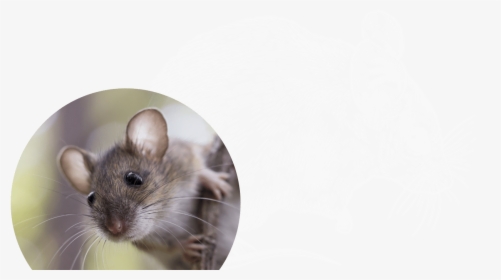 Field Mouse On Branch, HD Png Download, Free Download
