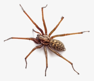 Brown Spider Png Free Download - Stock Photo Of Spider, Transparent Png, Free Download