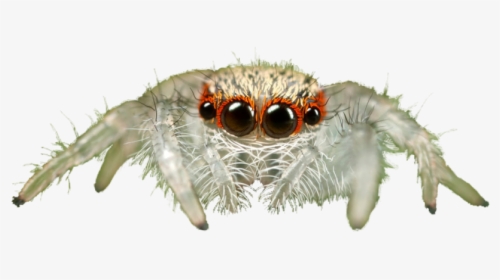 Jumping Spider Transparent Background Png - Jumping Spider Transparent Background, Png Download, Free Download