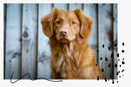 Ivhumanesociety - Dog, HD Png Download, Free Download
