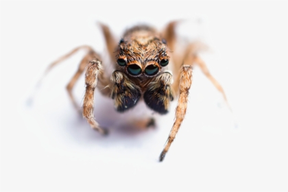 Jumping Spider Png Image With Transparent Background - Macro Photography, Png Download, Free Download